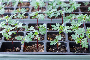 Young shoots of marigolds