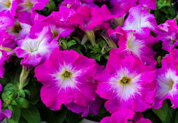 View of purple and white Petunias