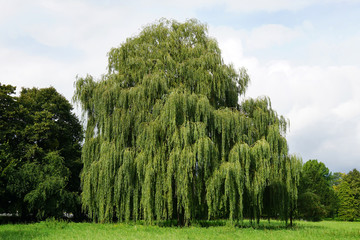 weeping willow tree also known as Babylon willow or salix babylonica                                - obrazy, fototapety, plakaty