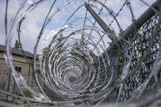 Coils of razor wire on metal mesh fence