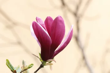 Crédence de cuisine en verre imprimé Lilas Rote Blüte der Tulpenmagnolie, Magnolia soulangiana