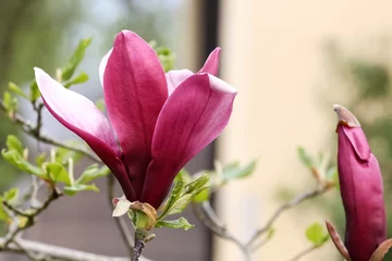 Photo sur Plexiglas Lilas Rote Blüte der Tulpenmagnolie, Magnolia soulangiana