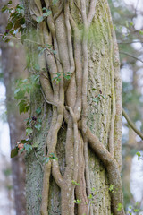 Ivy with green leaf climbing up a tree in the forest. Latin name: Hedera helix