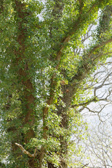 Large tree covered with ivy with green leaf climbing up. Latin name: Hedera helix