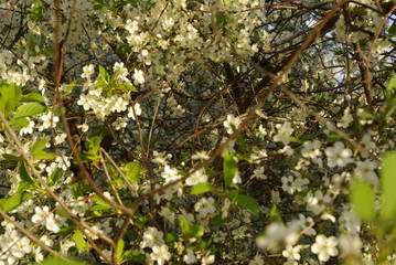 flower, cherry, cherry flowers, aesthetics, sun, glare, plant, tree, leaves, spring, may