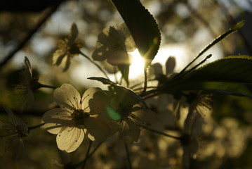 flower, cherry, cherry flowers, aesthetics, sun, glare, plant, tree, leaves, spring, may