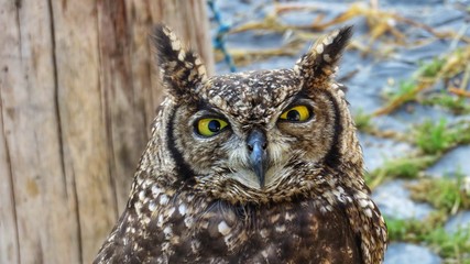 detail of African owl