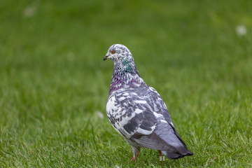 Pigeon