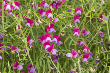 Flora of Gran Canaria -  Lathyrus clymenum  Spanish vetchling © Tamara Kulikova