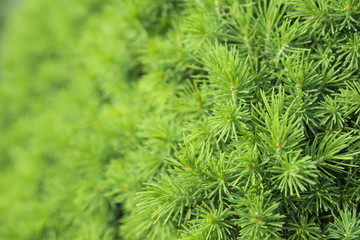 green coniferous tree texture. macro