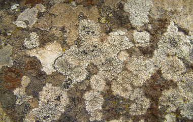 lichen on old rock