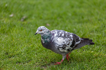 Obraz premium Pigeon