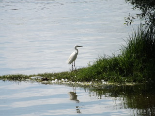 La belle aigrette