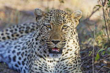 Female Leopard in a game reserve in the Greater Kruger Region in South Africa