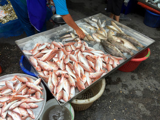 Red fish, Grouper, markets and many new and fresh to many dishes and good for health