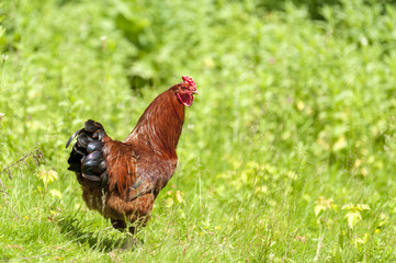 Chicken close-up on the farm