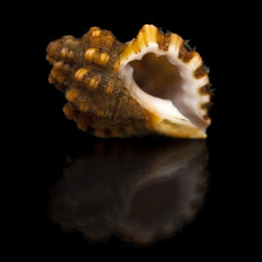 sea snail on black