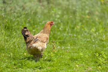 Chicken close-up on the farm