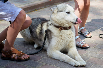 A dog of the Laika breed on a leash.