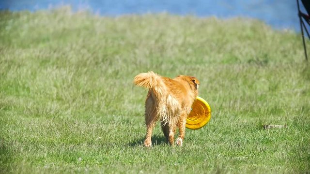 Funny red puppy grabs with teeth frisbee runs on the grass