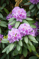 Cluster of three pink rhododendron flowers with green leaves