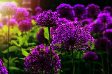 Beautiful flowers of Onion Allium purple colour glow in morning at sunrise in golden rays of sunshine, garden, nature, spring.