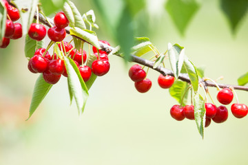 Cherry branch , ripe cherries blurred background
