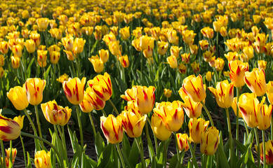 Obraz premium Tulip field of yellow tulips beautiful nature landscape photography background