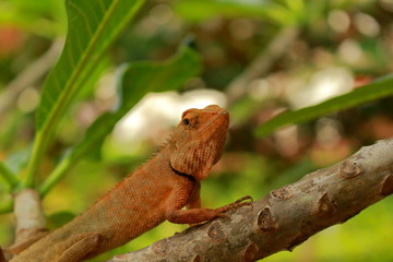 Portrait orange brown Thai chameleon soft focus on branch with natural green background