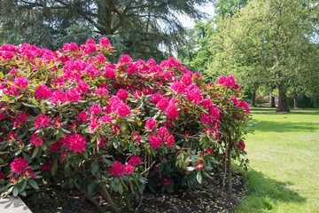 Rhododendron bush covered with red flowers - grass and trees in the background
