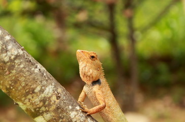 Closeup Thai chameleon on wall with natural green background , Thailand