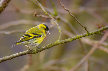 Male eurasian siskin bird