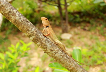 Orange brown thai chameleon perching on branch Plumeria