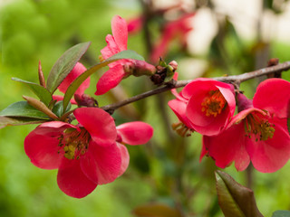 Obraz premium Flowering red decorative quince