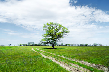 Summer landscape with green grass, road and clouds.
