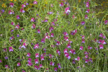 Flora of Gran Canaria - Lathyrus clymenum