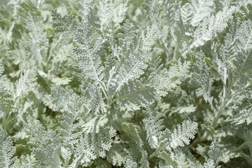 Fototapeta premium Flora of Gran Canaria - Tanacetum ptarmiciflorum