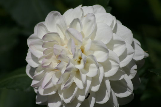 Dalia Blanca