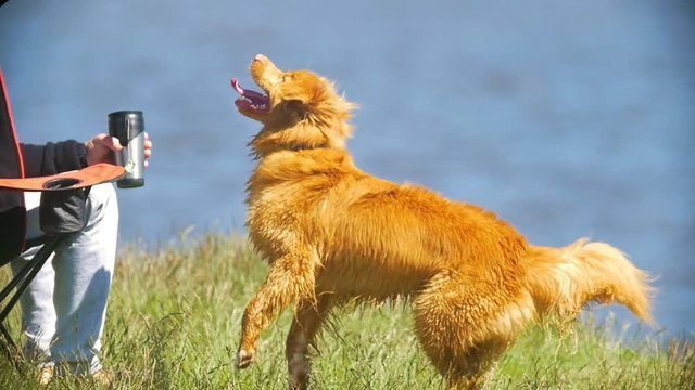 Male hand playing with dog in frisbee outdoors