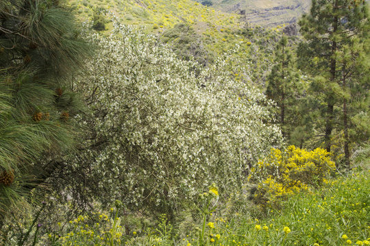 Flora of Gran Canaria - Chamaecytisus proliferus