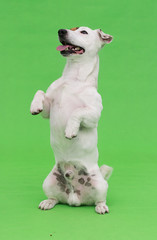 Jack Russel Terrier dog stands on its hind legs on a green background