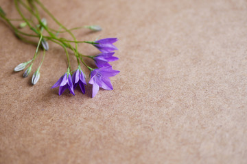 Creative flat layout of wildflowers, composition top view.