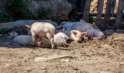 Young pigs outside