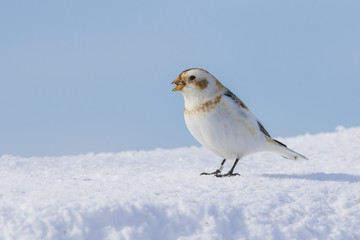 snow buntings in winter