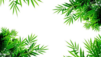 green bamboo leaves isolated on white background