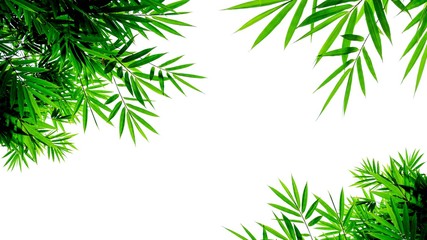 Obraz premium green bamboo leaves isolated on white background