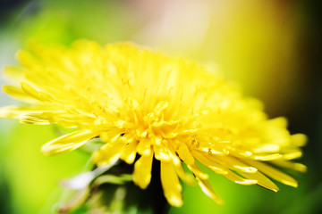 Spring dandelion flower on blurred macro background. Spring or summer border template with copy space. Romantic greeting card. Blooming flowers on sunny day. Flowering springtime. Spring background