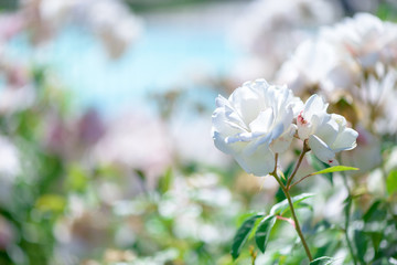Beautiful white roses flowers with blurred background