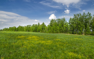 Grove at the edge of the field