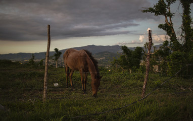 A horse feeds in a grassy field at dusk